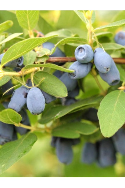 Жимолость їстівна (камчатська) Хоней Бі